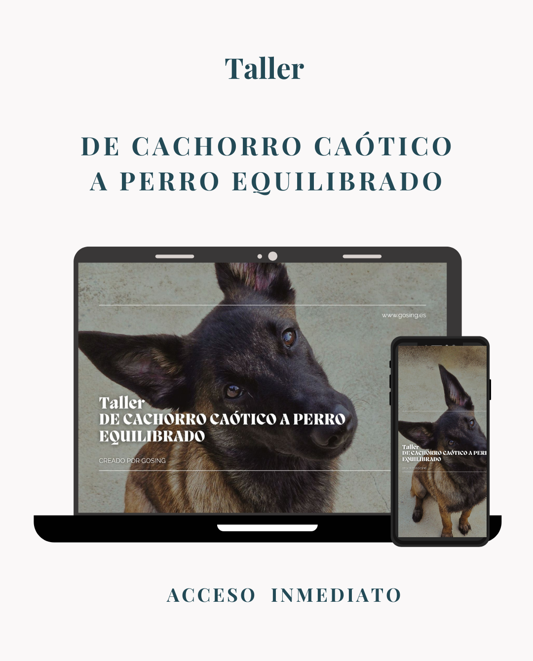 taller cachorros