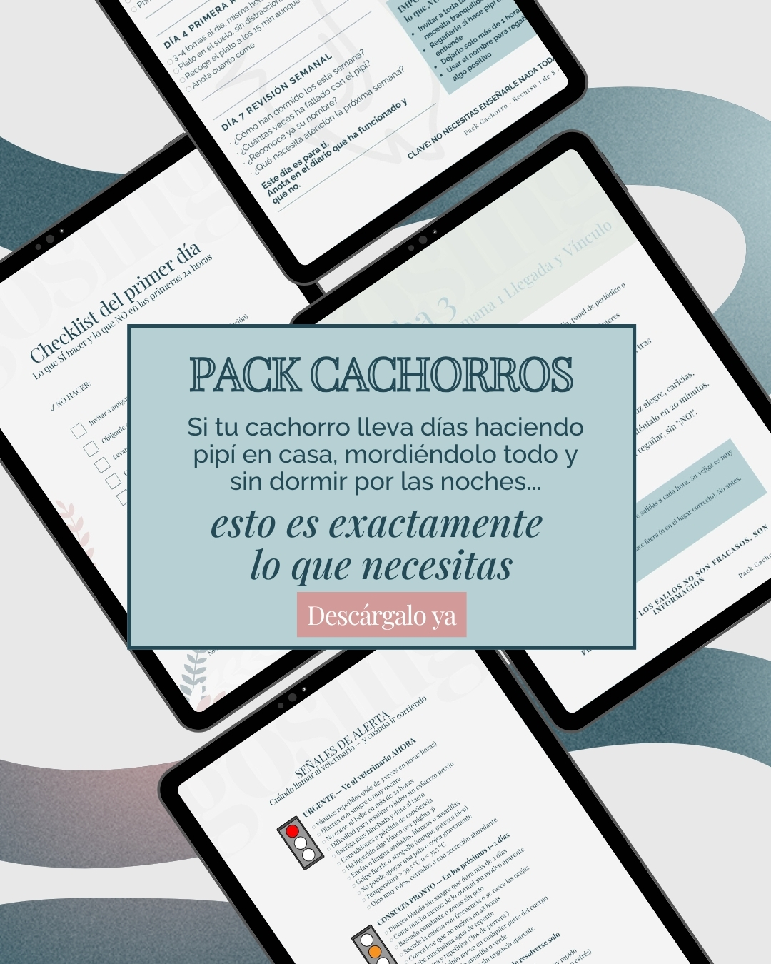Pack de cachorros