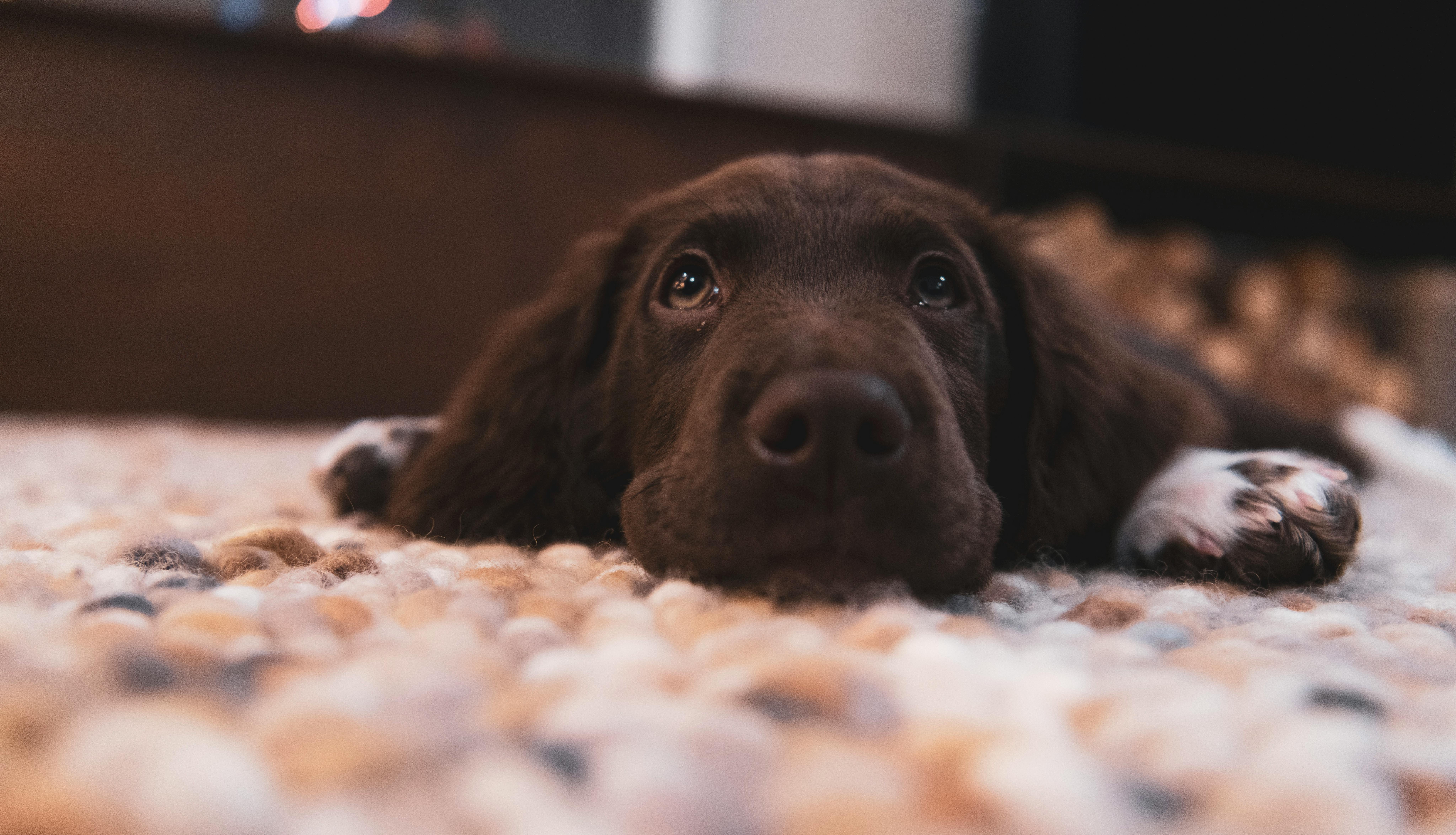 Cómo enseñar a tu cachorro a hacer pipi en su sitio