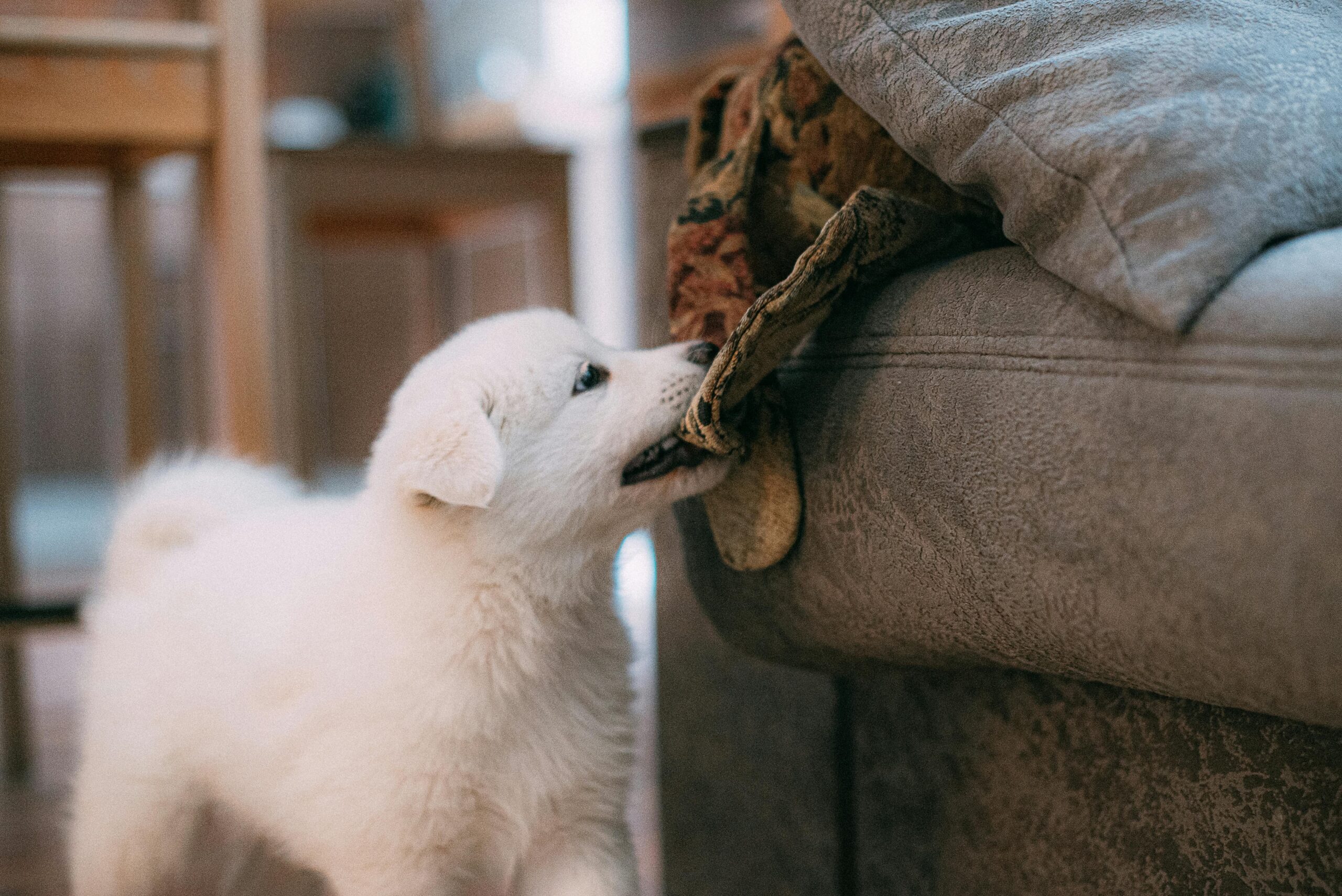 Cómo enseñar a tu cachorro a no morder